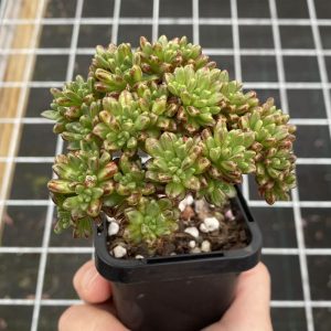 Aeonium Sedifolium
