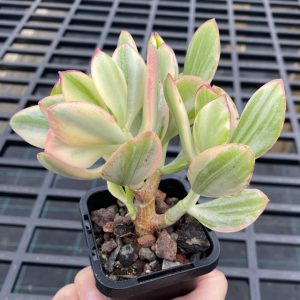 Crassula Ovata Variegated