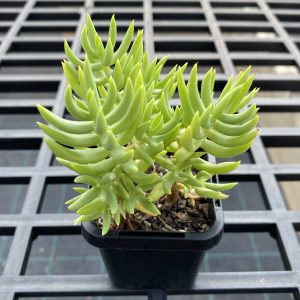 Crassula Tetragona