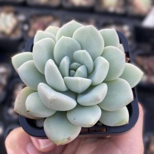 Sedeveria Pudgy