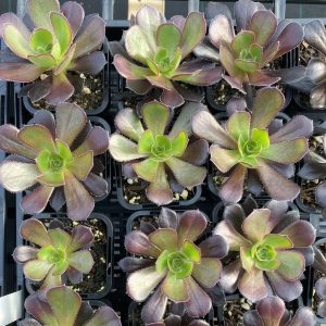 Aeonium Zwartkop