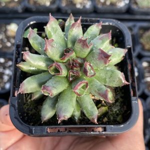 Sempervivum Oddity
