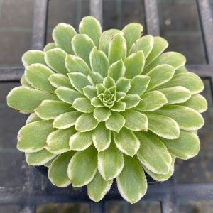 Aeonium Emerald Ice
