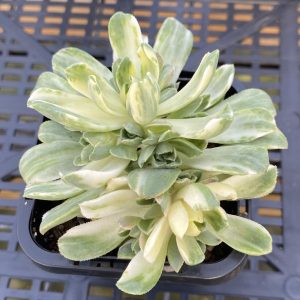 Aeonium Castello Paivae - Variegata 'Suncup'