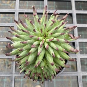 Sempervivum Pittoni