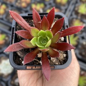 Aeonium Cornish Tribute