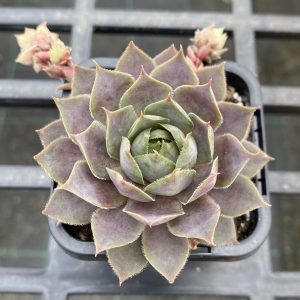 Sempervivum Purple Haze