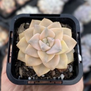 Graptopetalum Paraguayense ssp Bernalense 'Variegated'