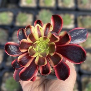 Aeonium Kilimanjaro