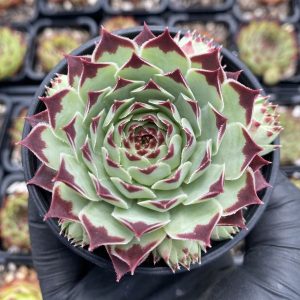 Sempervivum Tectorum