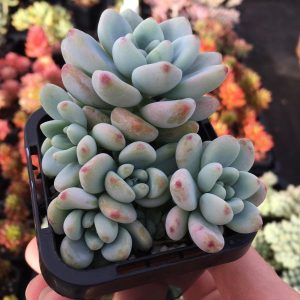 Sedum Clavatum